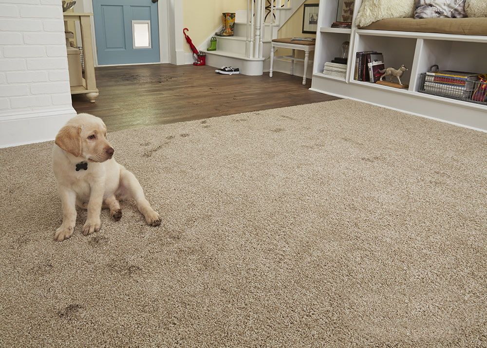 Coles Fine Flooring | Pet-friendly Decorating Tips