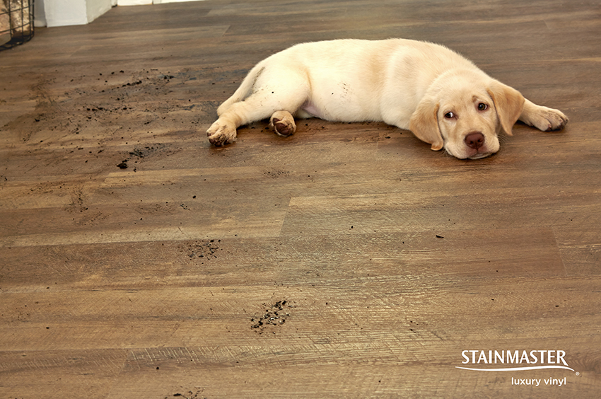 Coles Fine Flooring | Pet-Friendly Flooring