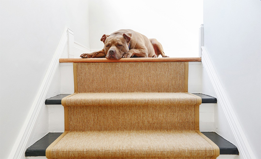 Coles Fine Flooring | Stair Runners