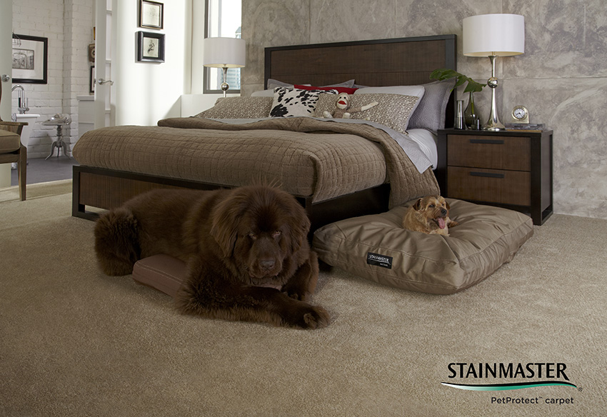 Coles Fine Flooring | keeping your pets safe during the holidays