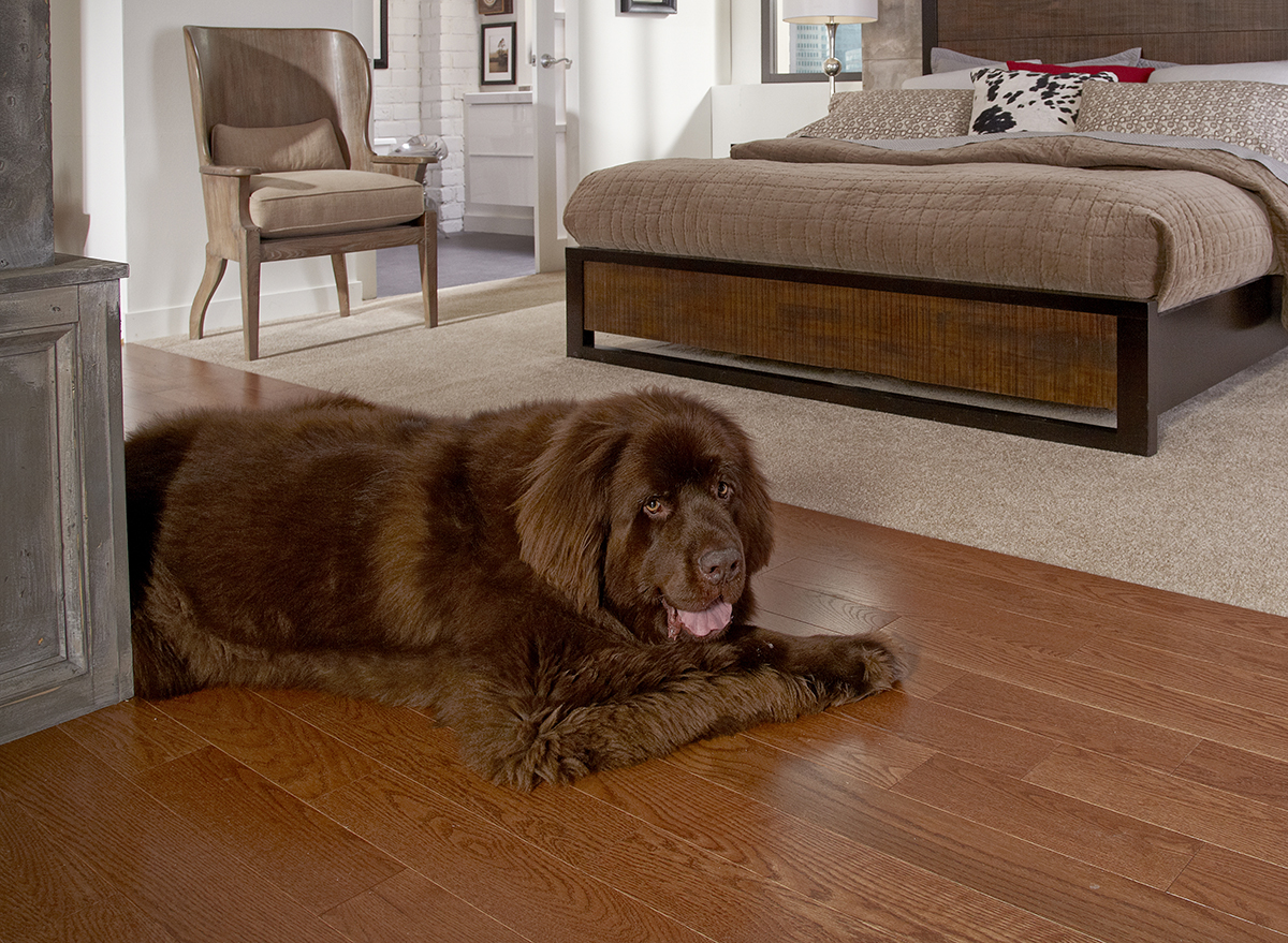 Best Flooring Choices For Pets Coles Fine Flooring   Pets 