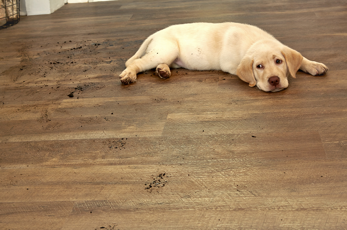Coles Fine Flooring | Best Flooring Choices for Pets