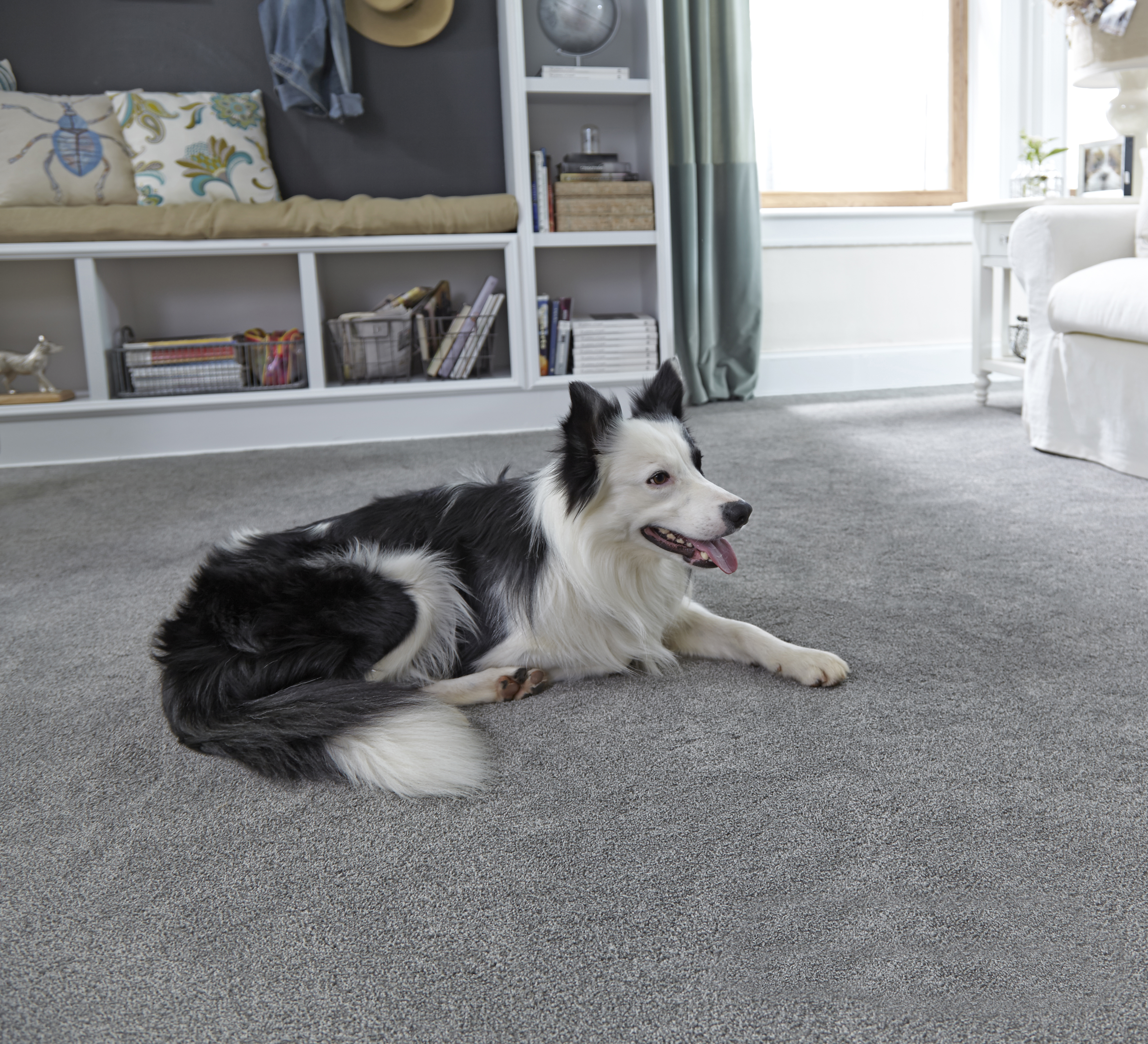 Coles Fine Flooring | Best Flooring Choices for Pets