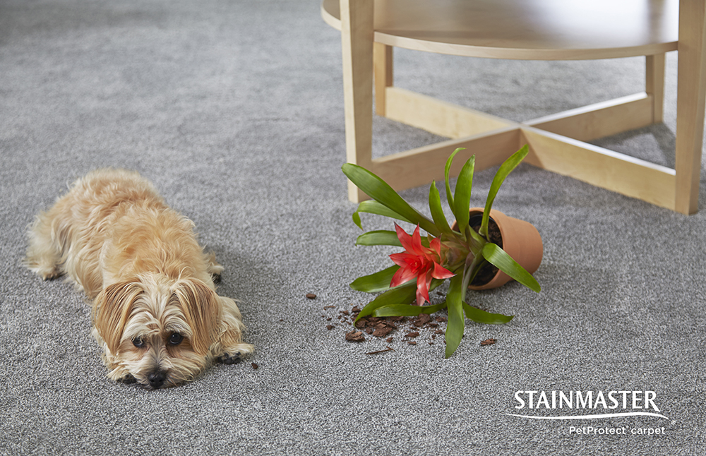 Stainmaster PetProtect Collection Durable Carpet For Pets