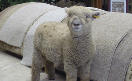 Wool Carpet is Eco-Friendly