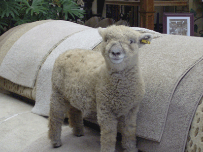 Coles Fine Flooring | wool