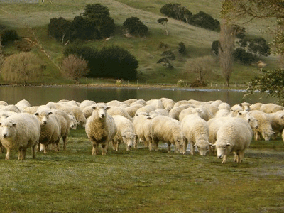 Coles Fine Flooring | Wool Carpet