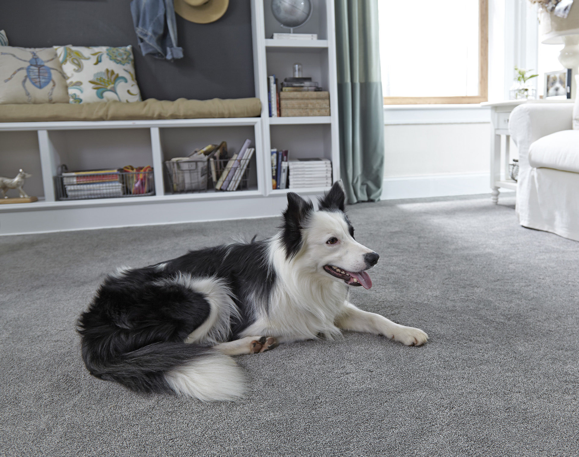 Coles Fine Flooring | StainMaster PetProtect
