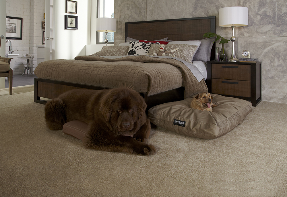 Coles Fine Flooring | Pet-friendly Decorating Tips