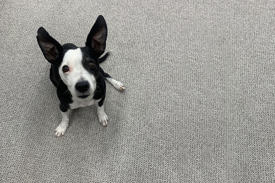 Sophie the Dog sitting on clean Wool Carpet