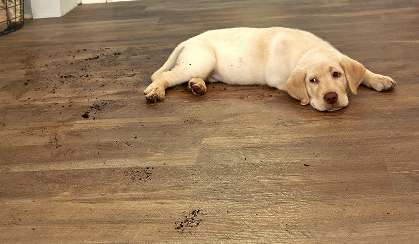 Coles Fine Flooring | Luxury Vinyl for Pet Owners