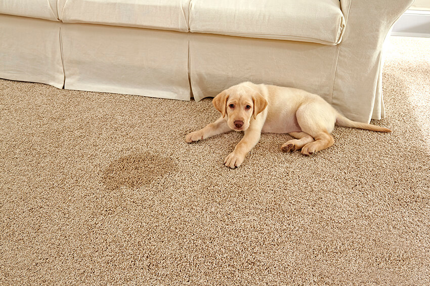 Coles Fine Flooring | Nylon vs Polyester Carpet