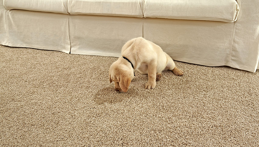 Coles Fine Flooring | Cleaning up After Your Pet