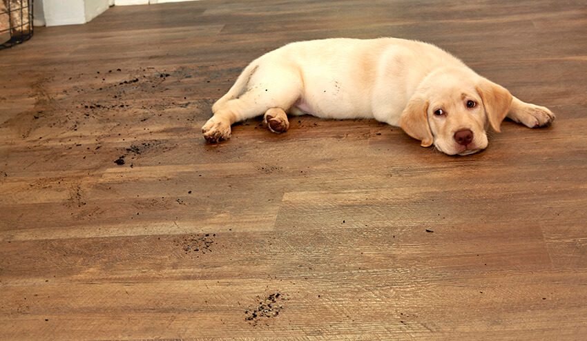 Coles Fine Flooring | Wood Look Ceramic Tile