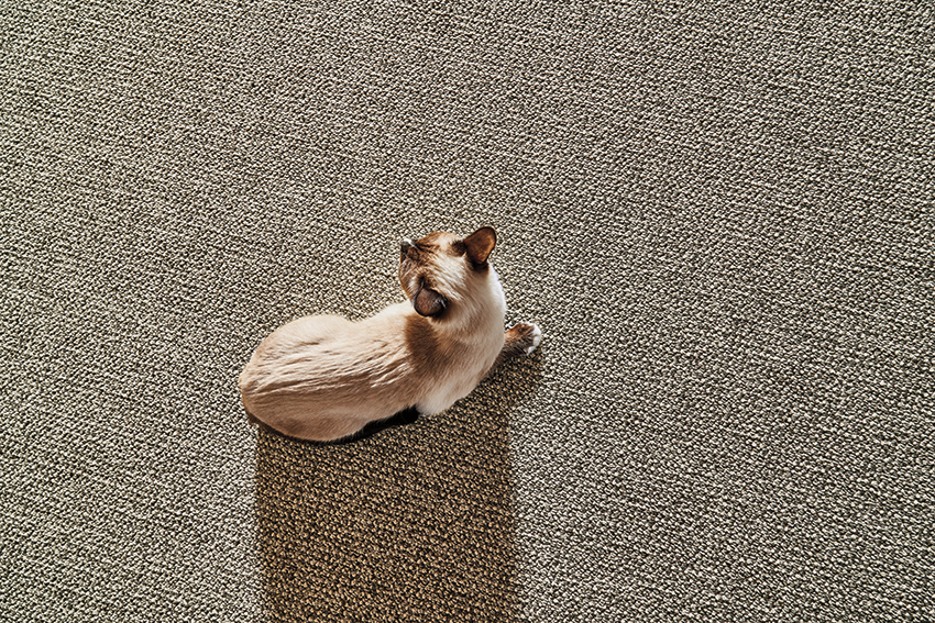 Coles Fine Flooring | Nylon 6,6 Carpet