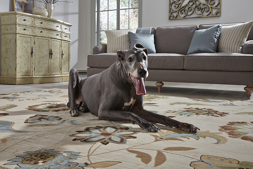 Coles Fine Flooring | dog laying on living room area rug