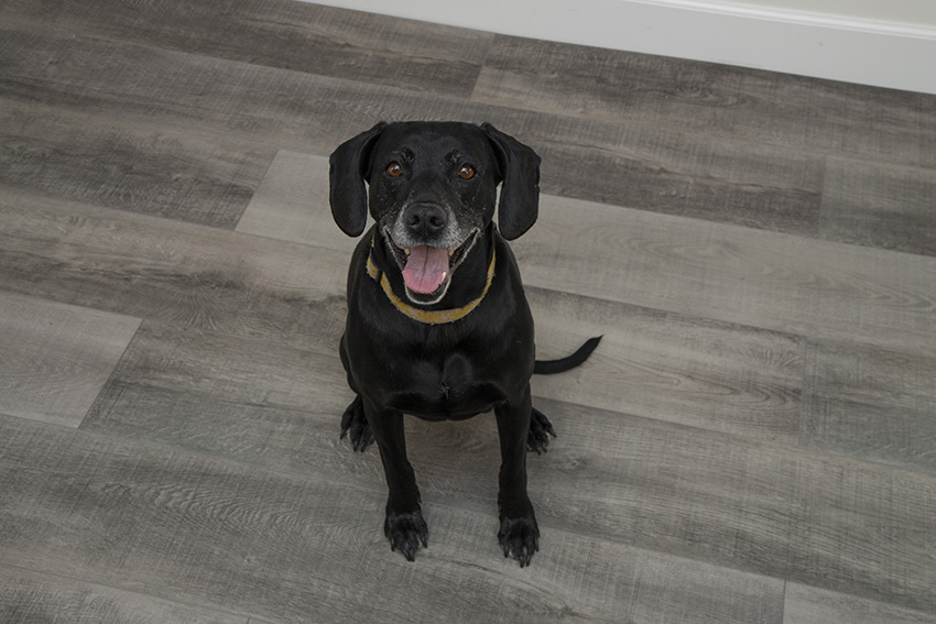 Coles Fine Flooring | Cali Vinyl grey floor with dog