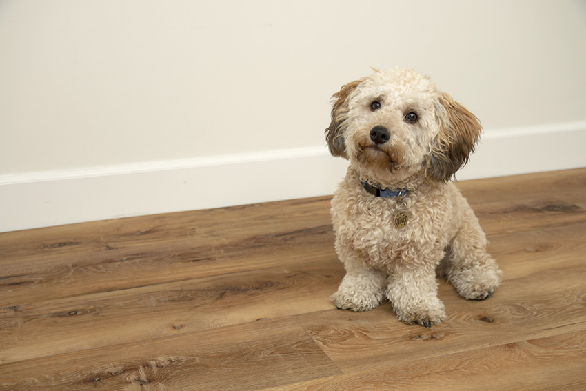 Coles Fine Flooring | tan dog on warm cali luxury vinyl 