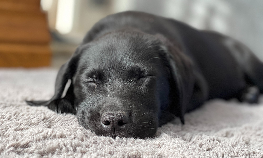 puppy laying on pet friendly carpet