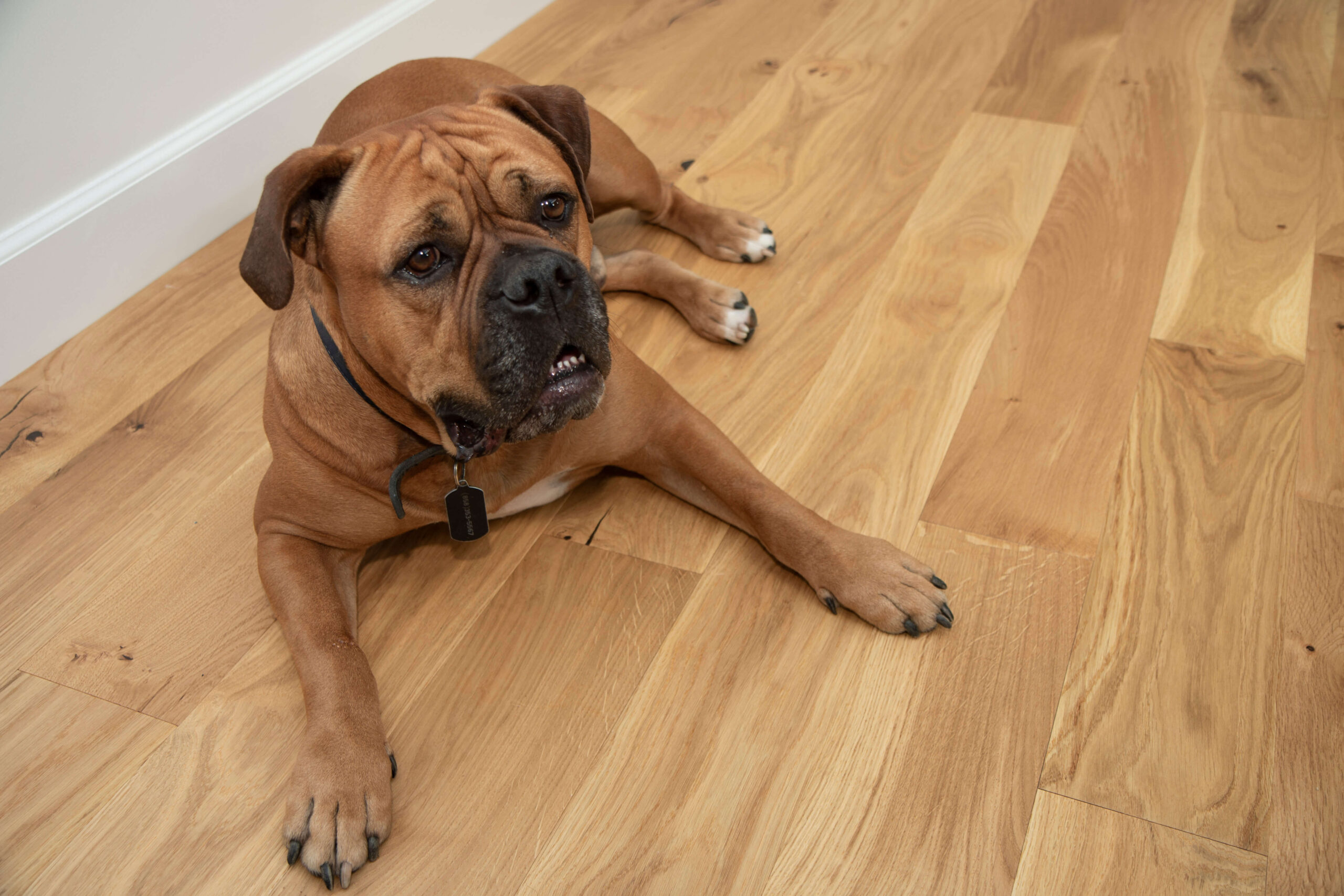 santorini-oak_dog-hardwood flooring